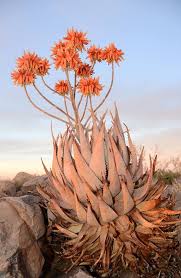Image result for Aloe hereroensis
