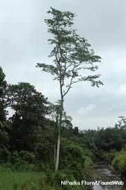 Image result for Intsia