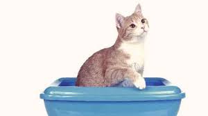 Although we may carefully monitor our cat's diet, it is still possible for problems to occur in their digestive system. 8 Reasons For Out Of Litter Box Messes Petcarerx