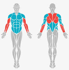 Body Benefits Body Muscle Diagram Vector Transparent Png