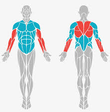 body benefits body muscle diagram vector transparent png