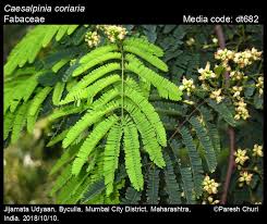Image result for Libidibia coriaria