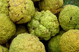 We did not find results for: Recipe For A Hedge Apple Hedge Thekitchensgarden