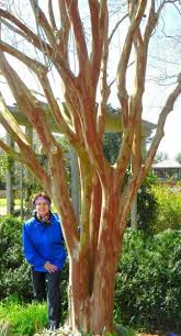 Pin By Plant And Bloom Design Studio On Trees For Full Sun Crape Myrtle Crepe Myrtle Trees Trees For Front Yard