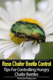 Rose Chafer Beetle Control Tips For Controlling Hungry Chafer Beetles Garden Pests Container Garden Design Diy Container Gardening