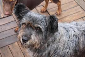 Jenny Lou 2 Jahre 40 Cm In Baden Wurttemberg Filderstadt Wurttemberg Baden Tiere