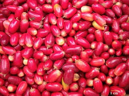 Image result for Synsepalum passargei