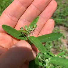 Image result for Sida serratifolia