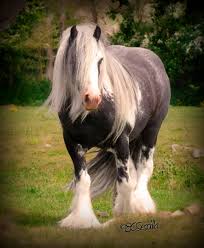 Gypsy vanner tier 4 certificate was last available in the purebreeders society in june 2021. Lex Lin Gypsy Ranch Natwest Lex Lin Gypsy Ranch