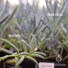 Image result for Senecio subsessilis