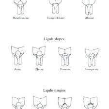 Image result for Andropogon festuciformis