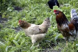 Influenza a viruses infect humans and many different animals. Tidens Krav