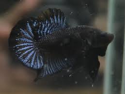 Nice Bettas For Sale Hmpk Ct Hm Betta Club Singapore Betta Fish Pet Pets