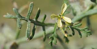 Image result for Carrichtera annua