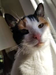 This will have a number of effects. Burned Her Whiskers Stealing An Egg Off The Frying Pan She Has No Regrets Cats