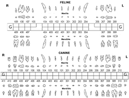 25 Abundant Dental Chart For Canine