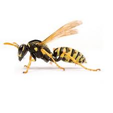 4,500+ five star reviews on trustpilot. Wasp Control London Fast Wasps Nest Removal Services Pest Exterminators