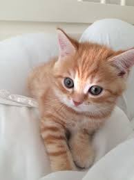 Baby Guezer 1 Month And A Half Old Cat Love Crazy Cats Pets