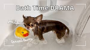 Dog Takes Bath *DRAMATIC* - YouTube