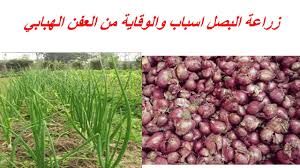 تحولت من مذيعة لقاتلة فى 5 دقايق: Ø²Ø±Ø§Ø¹Ø© Ø§Ù„Ø¨ØµÙ„ Ø§Ø³Ø¨Ø§Ø¨ ÙˆØ§Ù„ÙˆÙ‚Ø§ÙŠØ© Ù…Ù† Ø§Ù„Ø¹ÙÙ† Ø§Ù„Ù‡Ø¨Ø§Ø¨ÙŠ Youtube