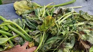 Does pruning zucchini grow faster. Pruning Zucchini Plant Leaves For Better Plant Vitality Youtube
