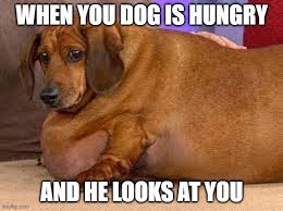 Get reviews, hours, directions, coupons and more for fat dog beer & wine at 366 n dickinson dr, rusk, tx 75785. Fat Dog Memes Imgflip