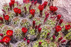 Check spelling or type a new query. Blooming Claret Cup Cactus Joshua Tree James Kaiser Photography