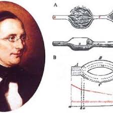 PDF) The loop of Henle as the milestone of mammalian kindey concentrating  ability: a historical review