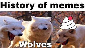 For all of his foibles, this has not stopped him from tearing up the wolves in the past: History Of Memes Laughing Wolves Backstory Of A Meme Where It Came From Youtube