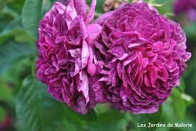 The charles de mills rose has been known in cultivation since approximately 1790. Focus Sur Le Rosier Charles De Mills Les Jardins De Malorie