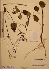 Image result for Boerhavia erecta