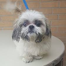 Shih tzu puppies are considered a toy breed, and they are not large dogs. Beaumont Tx Shih Tzu Meet Casper A Pet For Adoption