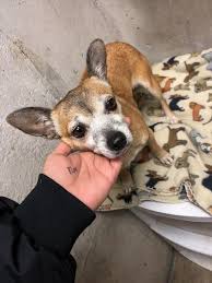 2391 Located In Big Spring Tx Was Euthanized On Mar 8 2019 Animal Shelter Dog Id Animals