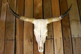 You'll find new or used products in cow skull on ebay. Pin On Interesting Randomness
