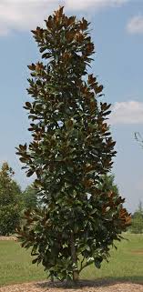 If you decide to plant white poplar, grow it in full sun, in either wet or dry soil. Great Plants Under 20 Feet For Small Spaces Uga Cooperative Extension