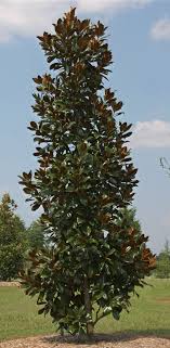 It looks mysterious yet so. Great Plants Under 20 Feet For Small Spaces Uga Cooperative Extension