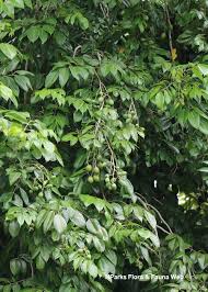 Image result for Canarium