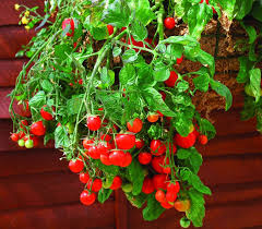 Growing fruit trees and berry bushes in alaska can be a challenge. Fruit Trees Bushes Climbers Roses Alpines Perennials Products Whinhill Nurseries