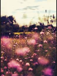 Flower Field Background Nature Photography Beautiful Nature Flowers