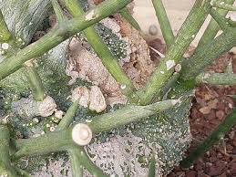 Image result for Adenopodia schlechteri