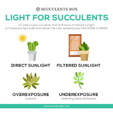 All living things need food and water. The Light For Succulents And Cacti Succulents Box
