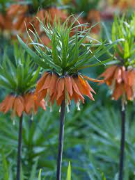 Notice i said second best before, because i was saving the ultimate benefit of all of our effort for last: 14 Plants That Stink Hgtv
