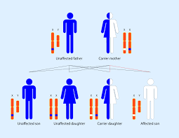 Mendelian Inheritance Medical Exam Prep