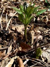 Folklore says that joe pye used this plant to cure fevers. Know Your Natives Joe Pye Weed Arkansas Native Plant Society