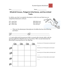 This simple guide will walk you through the steps of solving a typical dihybrid cross common in genetics. Sex Linked Traits Polygenic Inheritance And Dihybrid Crosses