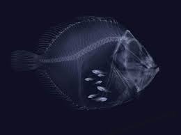 Fish Within A Fish X Ray X Ray Weird Creatures Water Art