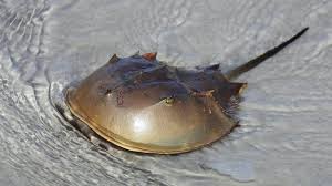 Find & download free graphic resources for horseshoe crab. Why Are We Milking Crabs For A Coronavirus Vaccine Bbc News