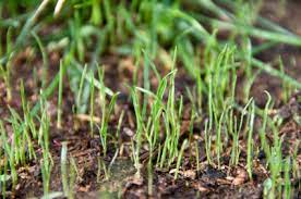 Annual ryegrass seeding grow in pots with pure sand using some different fertilizers and such. Ryegrass Love It Or Hate It Lawn Uk