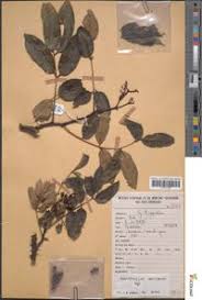 Image result for Zanthoxylum chalybeum