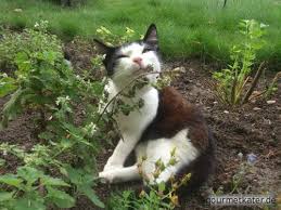 Kater Tobi Gourmetkater Cat Katze Kater Katzen Im August